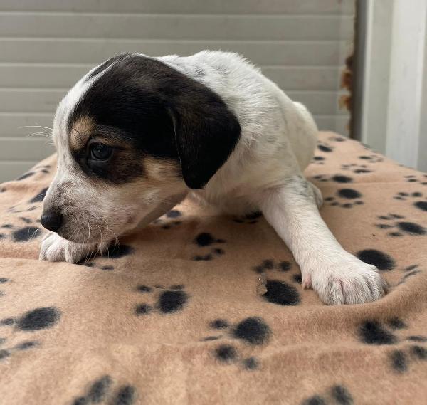 LA BELLISSIMA HALLEY Foto 4