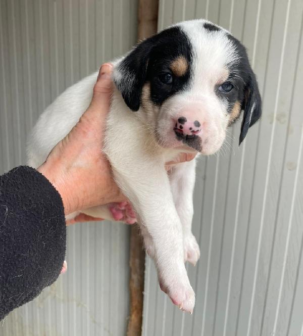 IL MORBIDO LEONE Foto 2