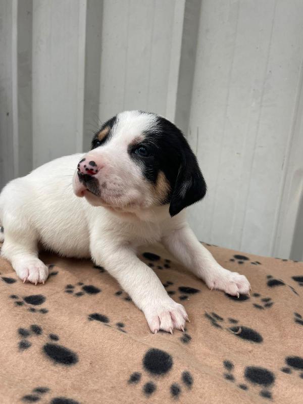 IL MORBIDO LEONE Foto 3