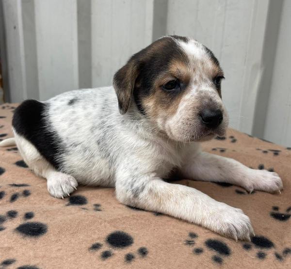 LA PICCOLA CELIA Foto 3