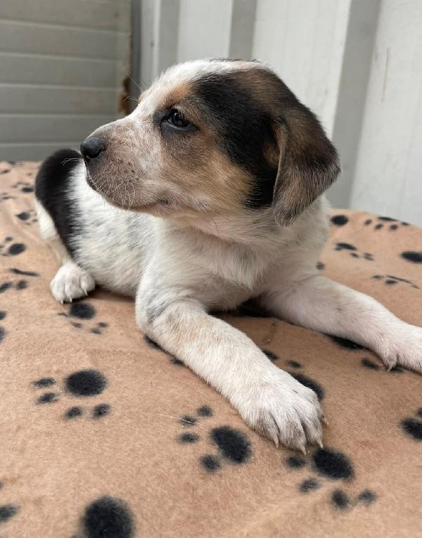 LA PICCOLA CELIA Foto 4