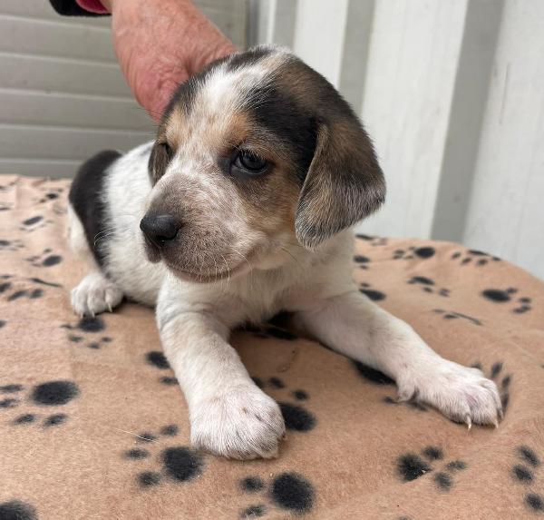 LA PICCOLA CELIA Foto 5