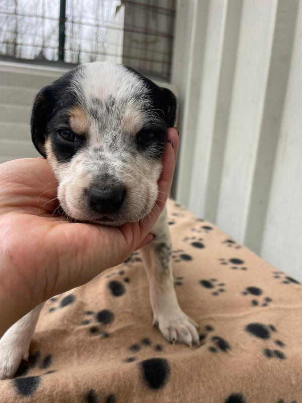 TENERO PANZEROTTO : COSMO Foto 3