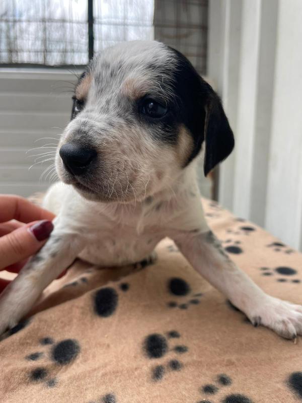 TENERO PANZEROTTO : COSMO Foto 4