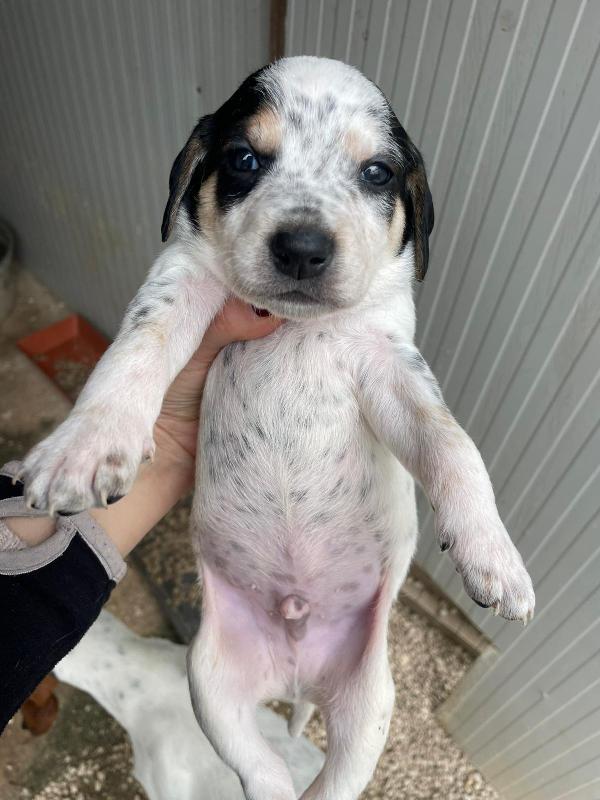 TENERO PANZEROTTO : COSMO Foto 6