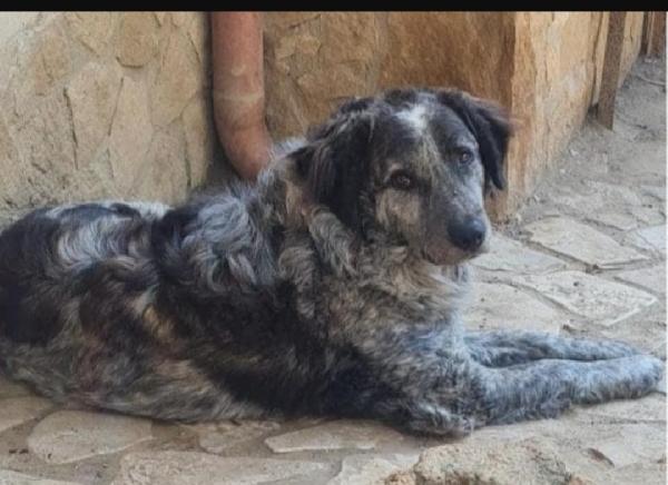 Yali 5Anni Tolto Da 1Lager 3Anni Fa Garlasco