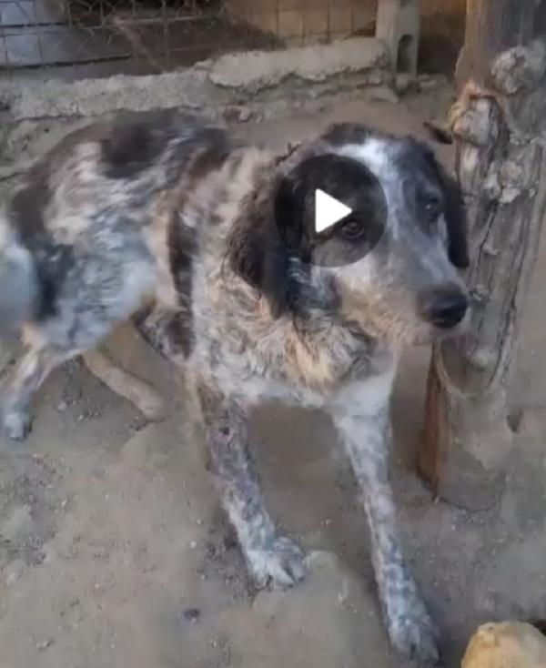 Yali 5anni tolto da 1lager 3anni fa GARLASCO Foto 2