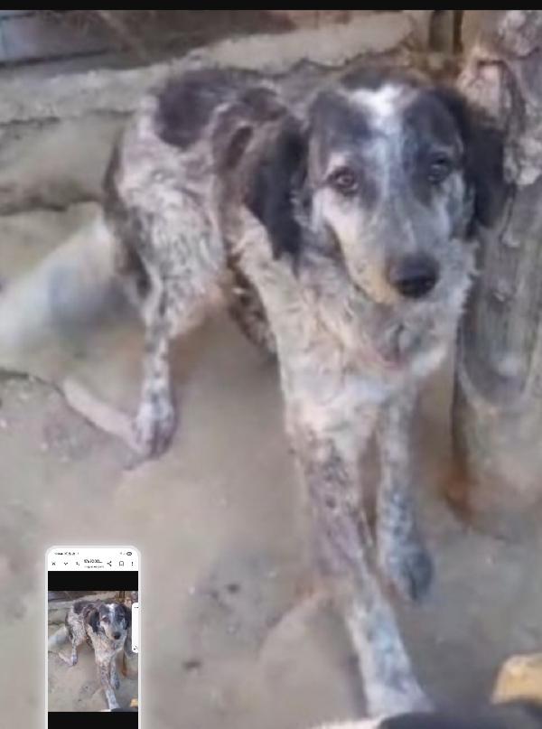 Yali 5anni tolto da 1lager 3anni fa GARLASCO Foto 3