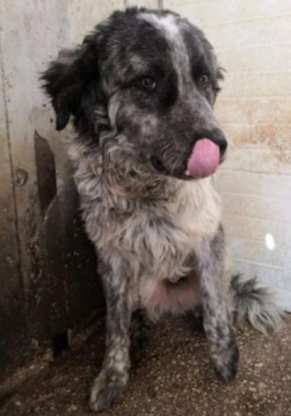 Yali 5anni tolto da 1lager 3anni fa GARLASCO Foto 5