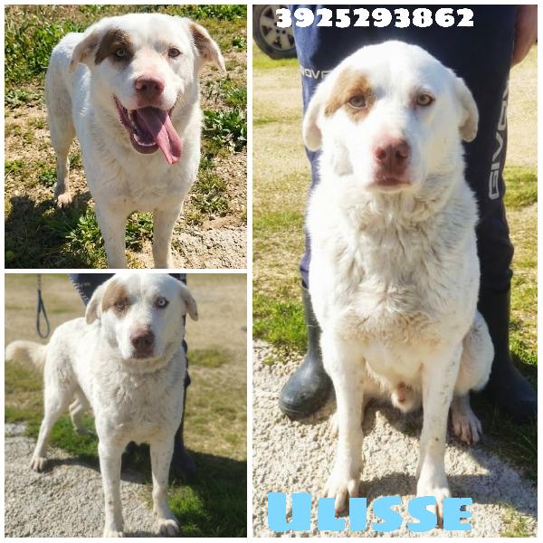 Ulisse È Da Tanto Che Attende Una Famiglia 