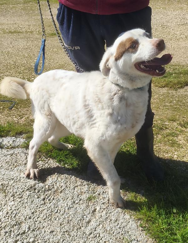 Ulisse è da tanto che attende una famiglia  Foto 3