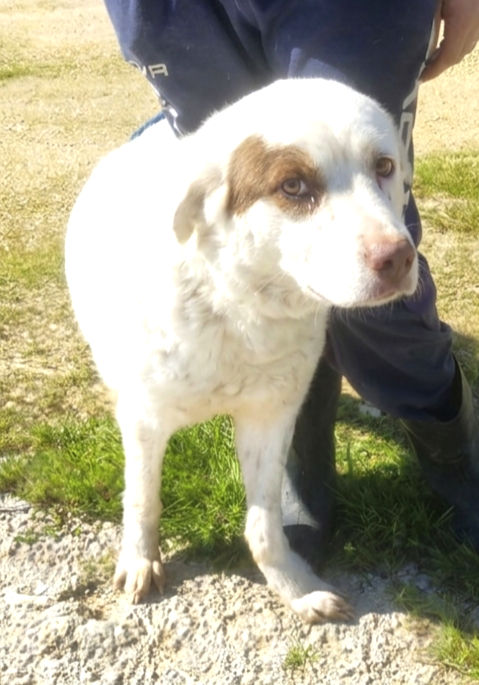 Ulisse è da tanto che attende una famiglia  Foto 5
