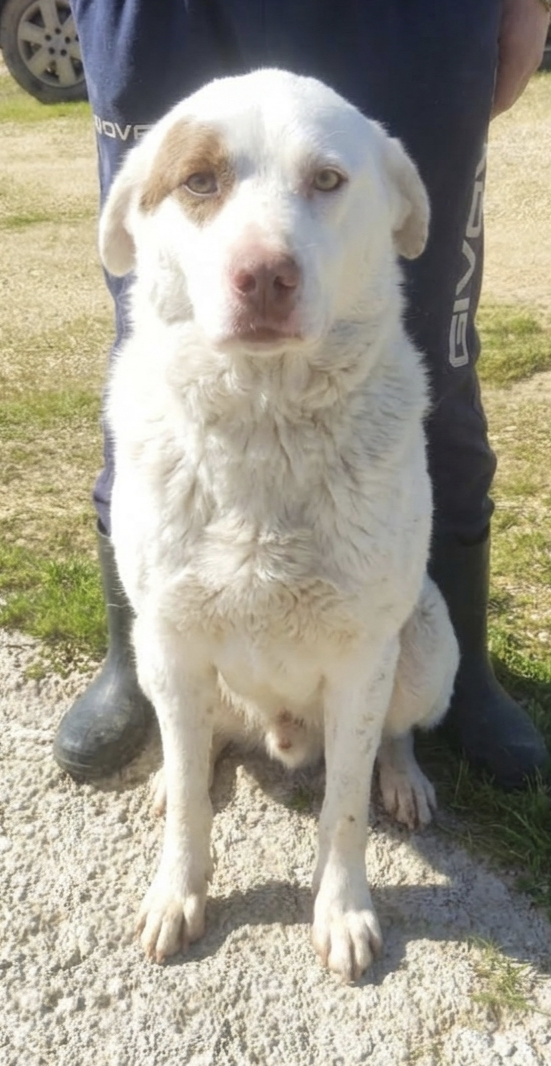 Ulisse è da tanto che attende una famiglia  Foto 7