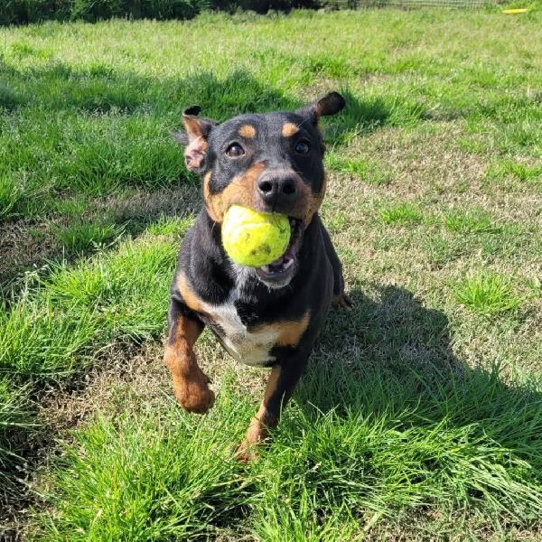 Bullo Cucciolotto Pieno Di Vita
