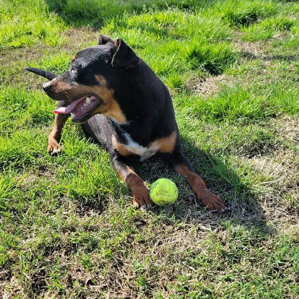 Bullo cucciolotto pieno di vita Foto 2