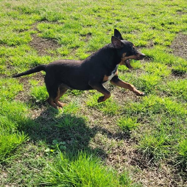 Bullo cucciolotto pieno di vita Foto 3