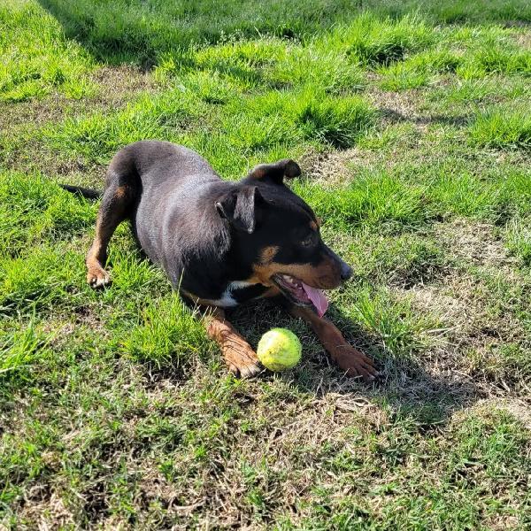 Bullo cucciolotto pieno di vita Foto 4