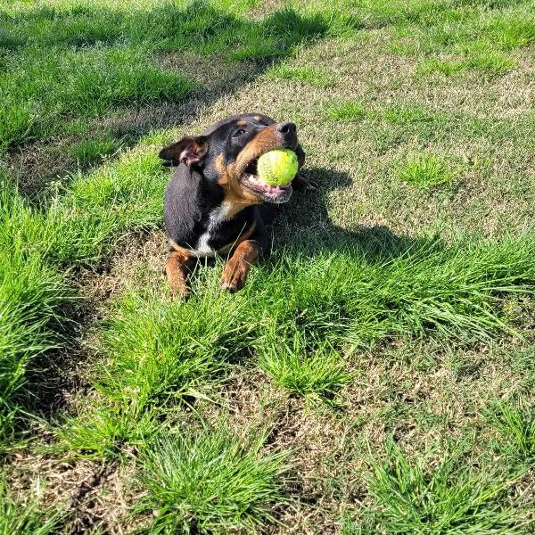 Bullo cucciolotto pieno di vita Foto 5