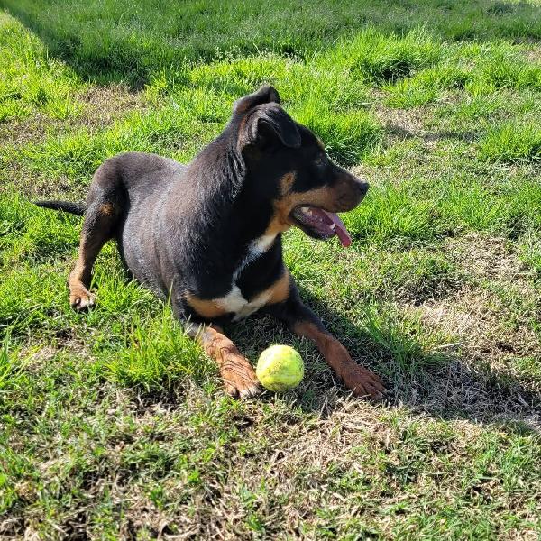 Bullo cucciolotto pieno di vita Foto 6