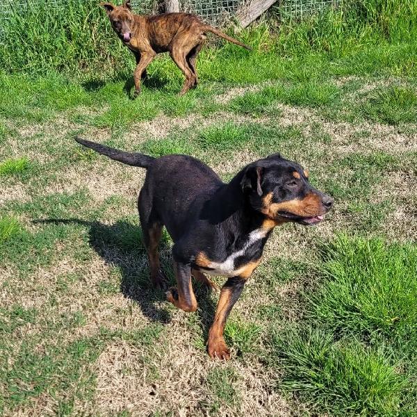 Bullo cucciolotto pieno di vita Foto 7