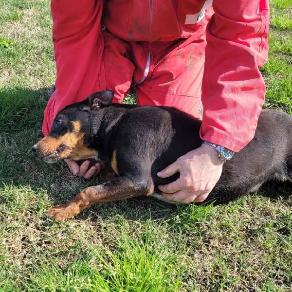 Bullo cucciolotto pieno di vita Foto 8