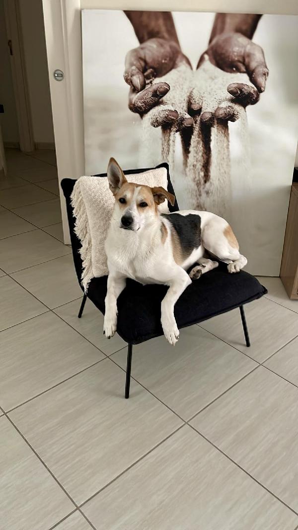 India Splendida Cagnolona Cerca Casa 