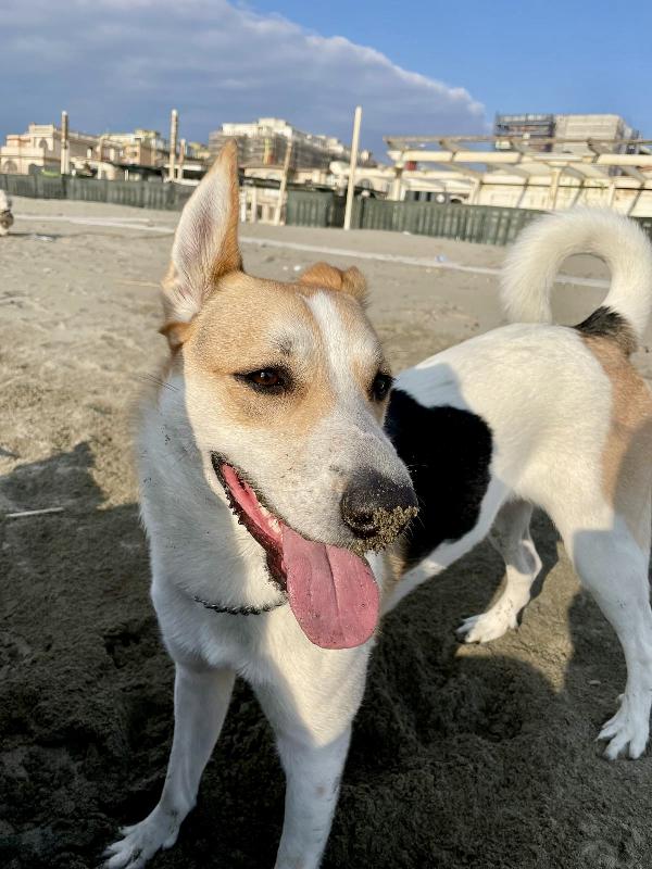 India splendida cagnolona cerca casa  Foto 2