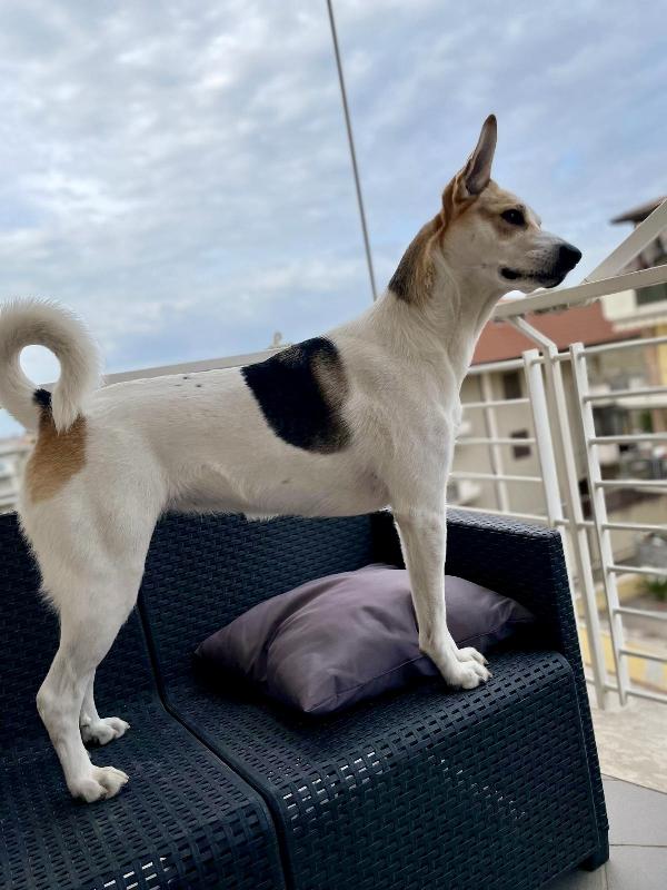 India splendida cagnolona cerca casa  Foto 3