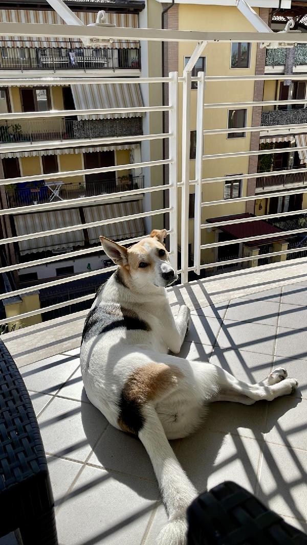 India splendida cagnolona cerca casa  Foto 4