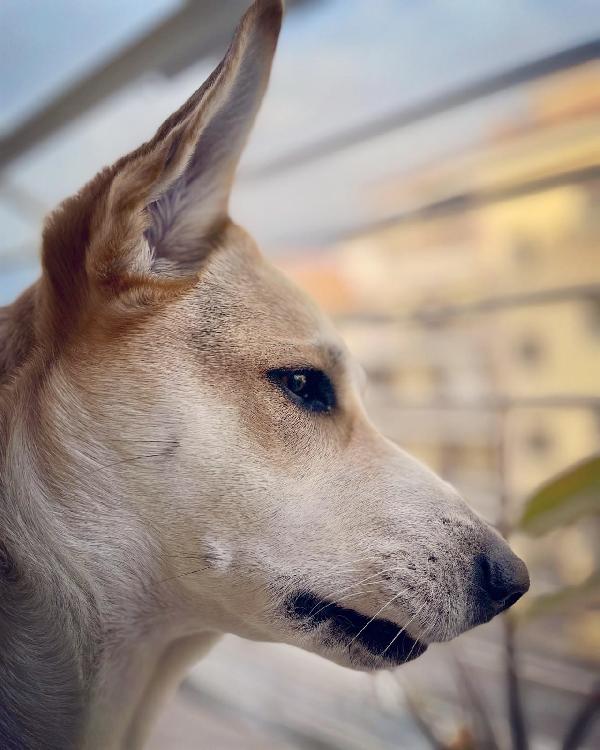 India splendida cagnolona cerca casa  Foto 5