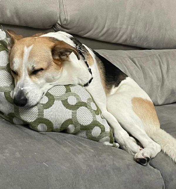 India splendida cagnolona cerca casa  Foto 9