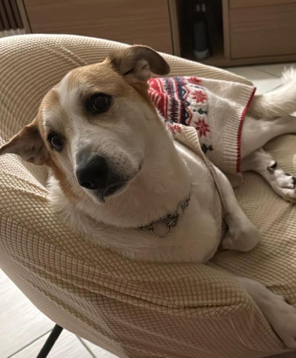 India splendida cagnolona cerca casa  Foto 10