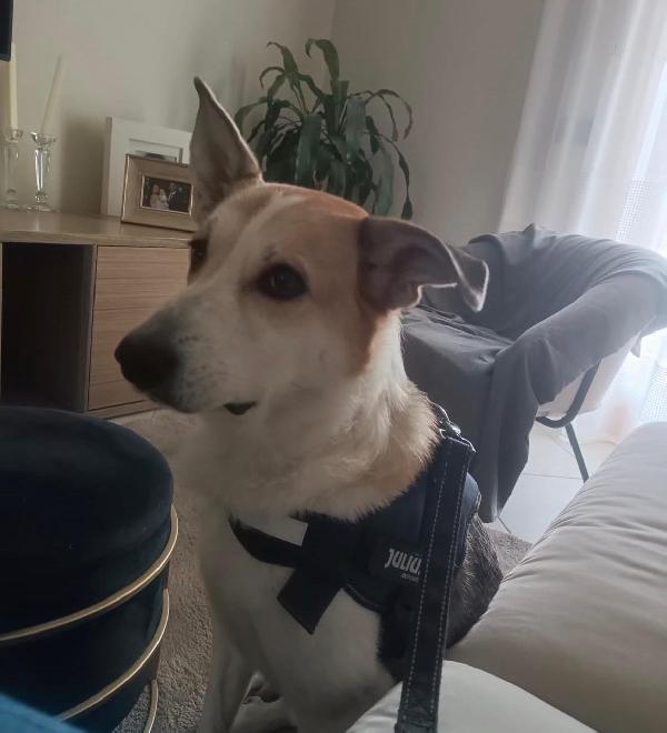 India splendida cagnolona cerca casa  Foto 11