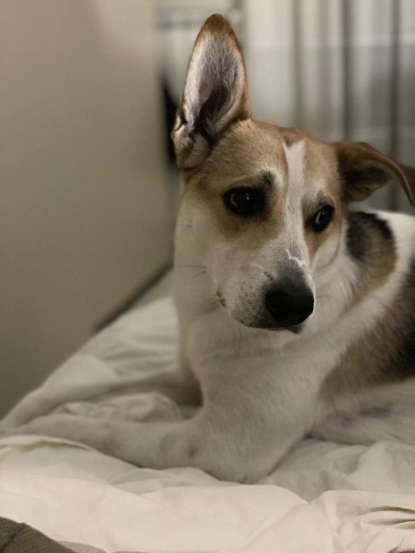 India splendida cagnolona cerca casa  Foto 12