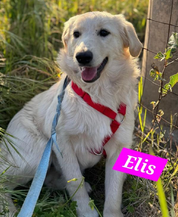 Lupin/Elis Mix Golden 5Mesi Stupendi Sos Sicilia