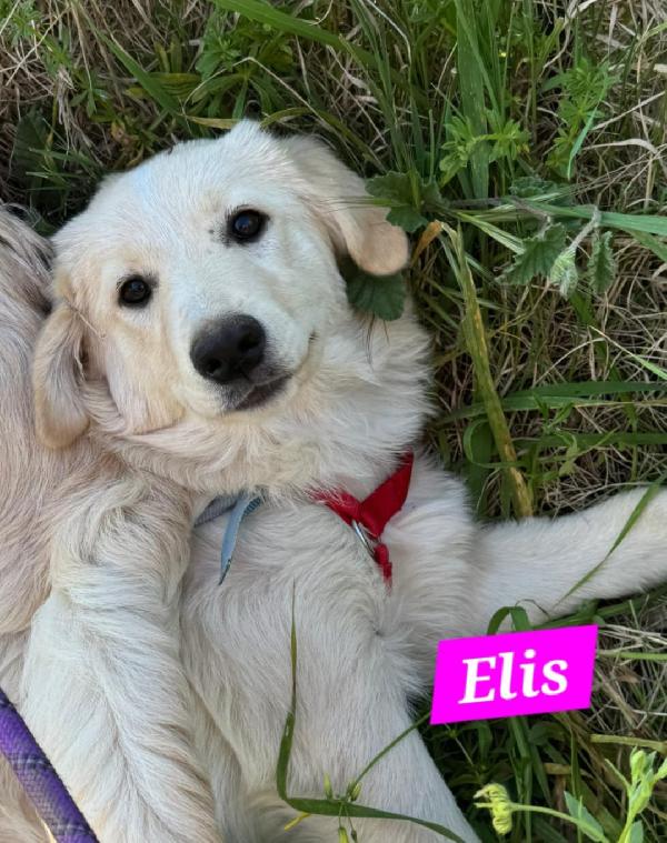 Lupin/Elis mix Golden 5mesi stupendi SOS SICILIA Foto 2