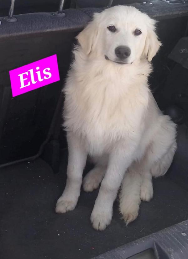Lupin/Elis mix Golden 5mesi stupendi SOS SICILIA Foto 3