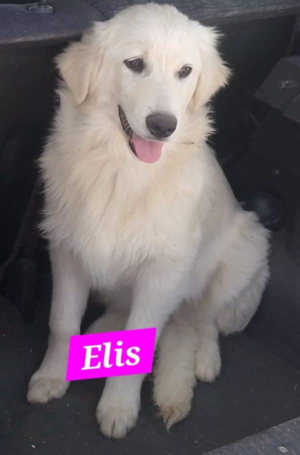 Lupin/Elis mix Golden 5mesi stupendi SOS SICILIA Foto 4