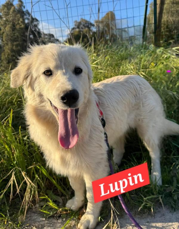 Lupin/Elis mix Golden 5mesi stupendi SOS SICILIA Foto 5
