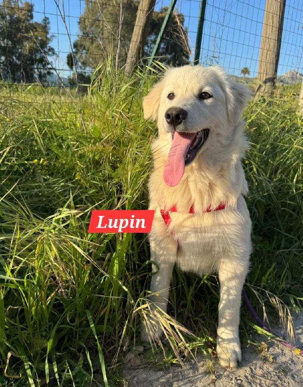 Lupin/Elis mix Golden 5mesi stupendi SOS SICILIA Foto 7