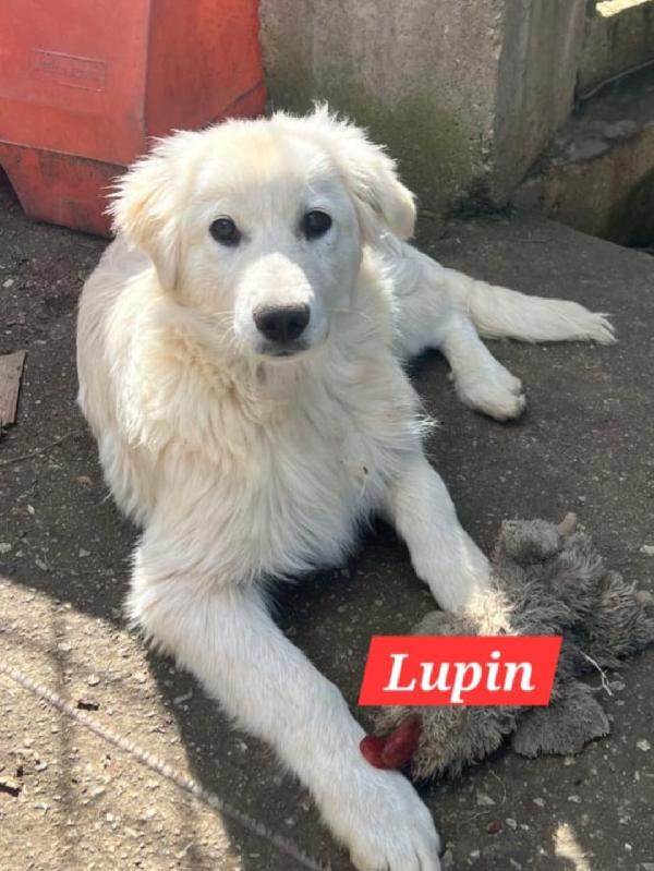 Lupin/Elis mix Golden 5mesi stupendi SOS SICILIA Foto 8
