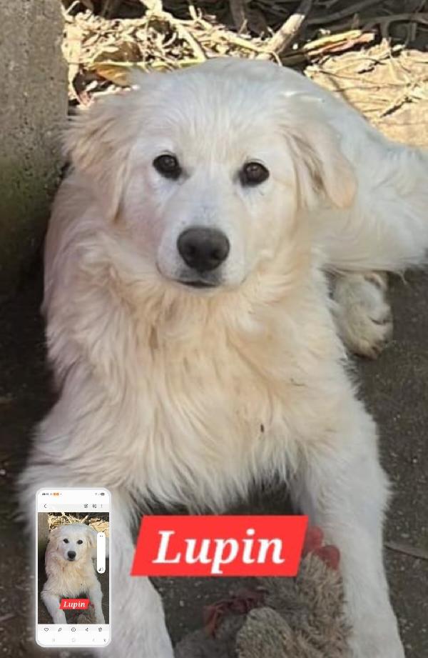 Lupin/Elis mix Golden 5mesi stupendi SOS SICILIA Foto 9