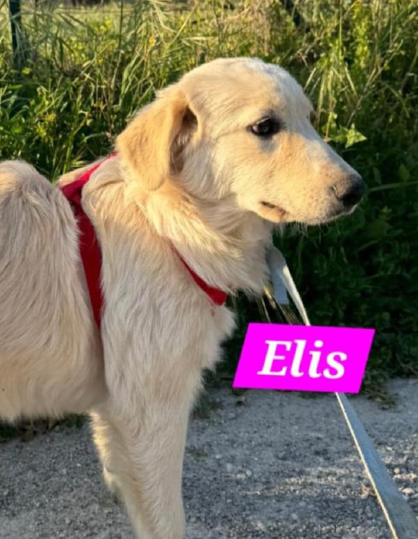 Lupin/Elis mix Golden 5mesi stupendi SOS SICILIA Foto 10