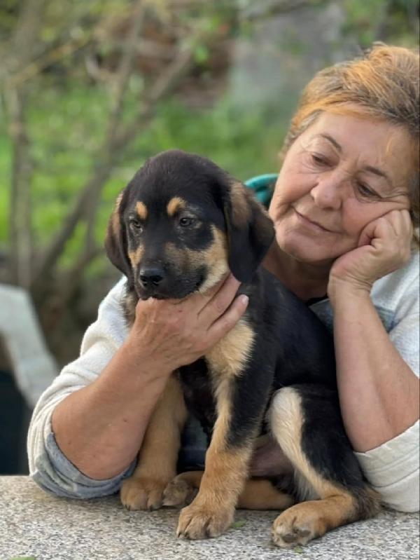 CARLO cucciolo 3 mesi cerca casa - futura taglia media - in adozione  Foto 2