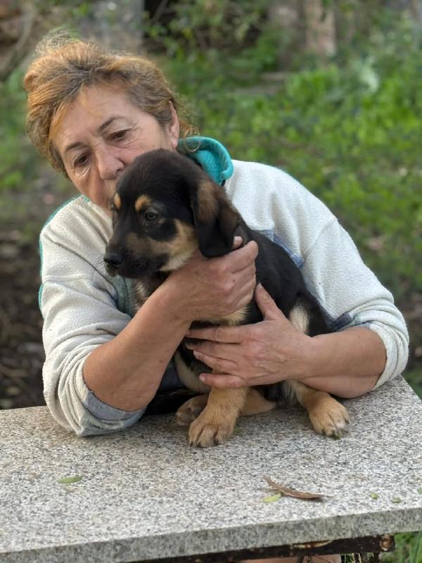 CARLO cucciolo 3 mesi cerca casa - futura taglia media - in adozione  Foto 4