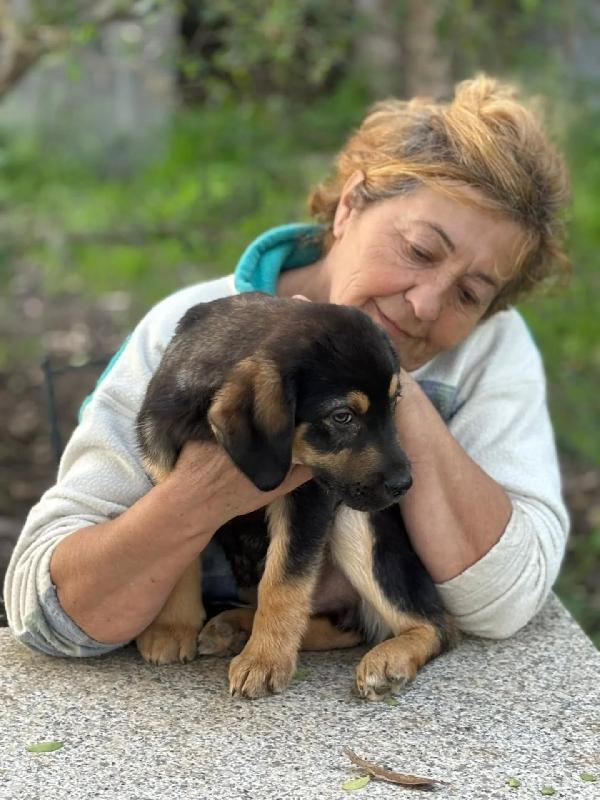 CARLO cucciolo 3 mesi cerca casa - futura taglia media - in adozione  Foto 5