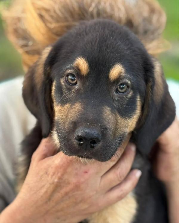 CARLO cucciolo 3 mesi cerca casa - futura taglia media - in adozione  Foto 6