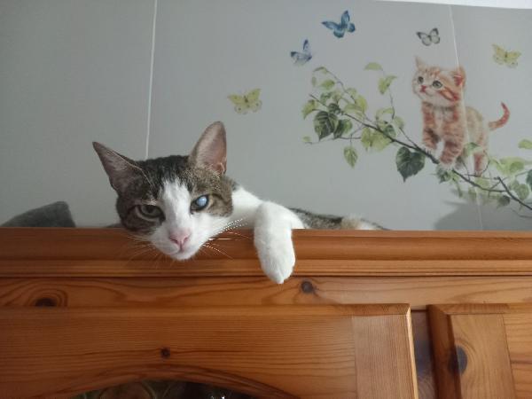 MICKY, tenero micino da adottare! Foto 2