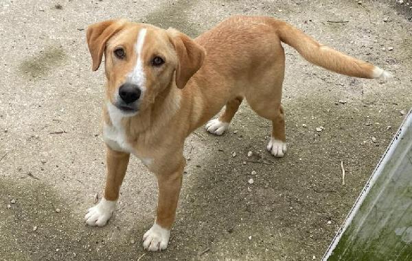 Dolcissimo Cucciolone : Oliver