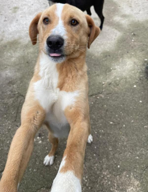 DOLCISSIMO CUCCIOLONE : OLIVER Foto 2